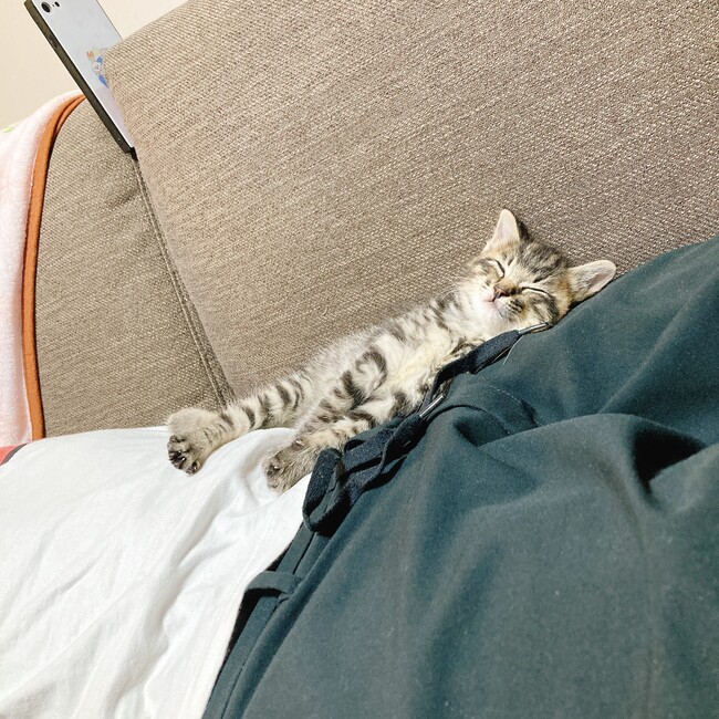 しょぼすけのカバー写真
