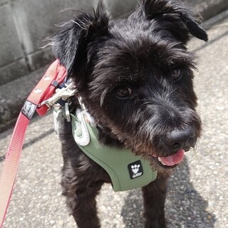 元気いっぱい！可愛い瞳が魅力的♡シュナの女の子