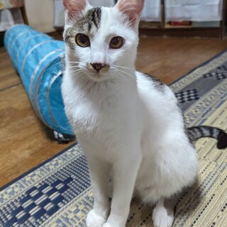 ベタベタストーカーなイケメンにゃんこ