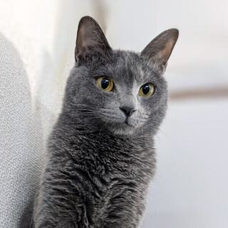 【7/2東日本橋】綺麗なグレー♡ロミーナちゃん