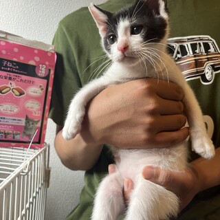 奇跡の回復を果たした牛柄ボーイ