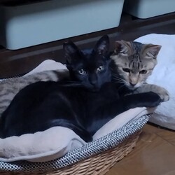 わんにゃん譲渡会 サムネイル2