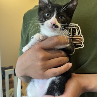 酷い風邪で目が潰れ諦められていた子猫