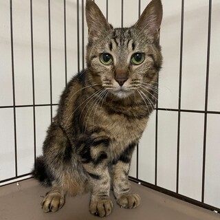 猫ちゃん。小柄な女の子で抱っこ可！ベタ慣れです！