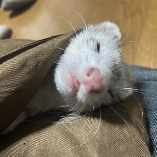 2才のポリーちゃん里親募集中