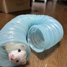 2才のポリーちゃん里親募集中 サムネイル2