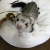 2才のポリーちゃん里親募集中 サムネイル3