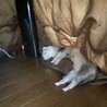 2才のポリーちゃん里親募集中 サムネイル4