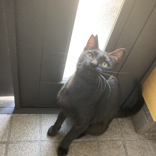 飼い主が亡くなりレスキューしました