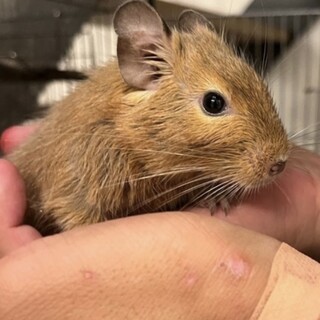 デグー　里親募集