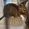 デグー　里親募集 サムネイル2