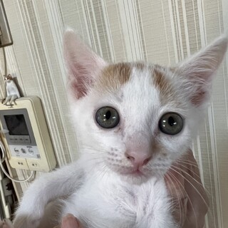 ほんわか毛色のおっとり男子♡キリン君♡