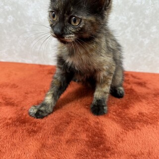 サビもいいかもと思わせる！正統派サビ猫❤わさび