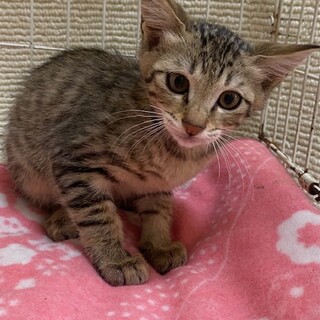 かわいいキジトラ　タラちゃん