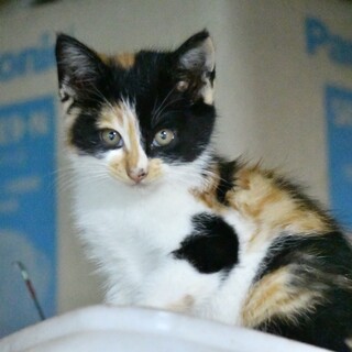 （県外可）ミケキジ白兄妹にゃんず