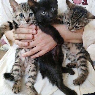 元気いっぱい超キュートな仔猫３兄妹♡東京都国分寺市