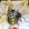 元気いっぱい超キュートな仔猫３兄妹♡東京都国分寺市 サムネイル2