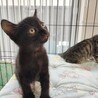 元気いっぱい超キュートな仔猫３兄妹♡東京都国分寺市 サムネイル3