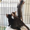 元気いっぱい超キュートな仔猫３兄妹♡東京都国分寺市 サムネイル5