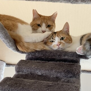 仲良しなきょうだい猫（三毛♀茶白♂）