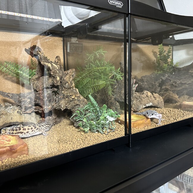 くらむぼん。のカバー写真