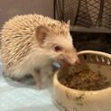 ハリネズミ♀