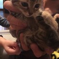 オスメス２匹キャンセルが出たため再募集