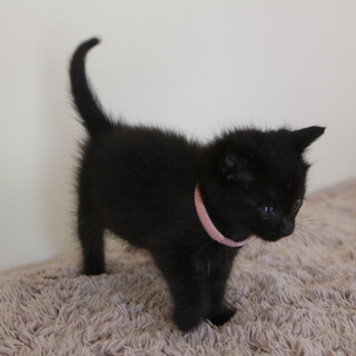 人慣れ犬慣れ子猫黒猫　仮名ヤンちゃん　メス　1ヶ月