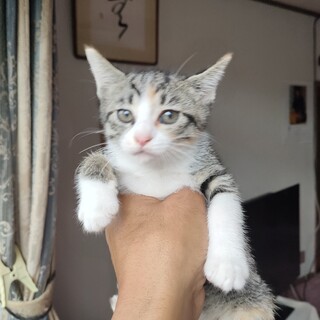 カワイイ縞三毛ちゃん　人馴れ抜群