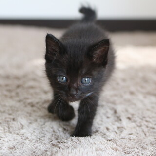人慣れ犬慣れ子猫黒猫　仮名オトちゃん　オス　1ヶ月