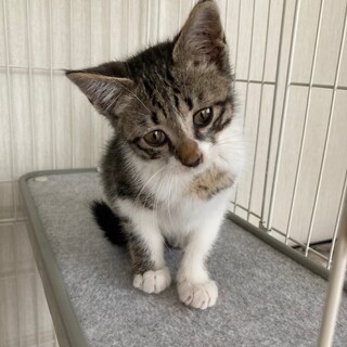 生後３ヶ月の元気な男の子です