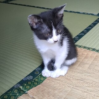 カワイイ　黒白ハチワレ