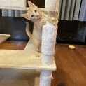 甘えん坊美男子茶トラ君