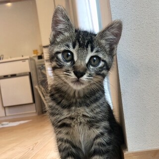 遊ぶの大好き、元気で賢い男の子マルです