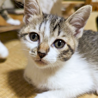 ☆丸顔　人気のキジ白　女の子　クロちゃん☆