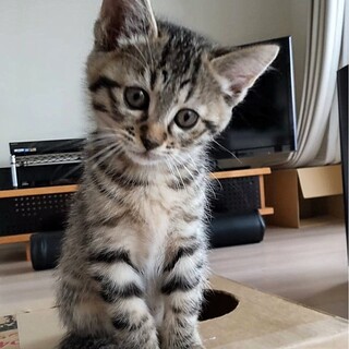 ３兄妹のおっとりキジトラ♡かくさん