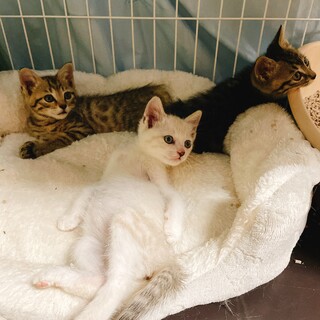 仔猫3匹 白猫里親決まりました