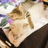 仔猫3匹 白猫里親決まりました サムネイル2