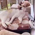 おっとり甘えんぼう♬.*ﾟみけこ