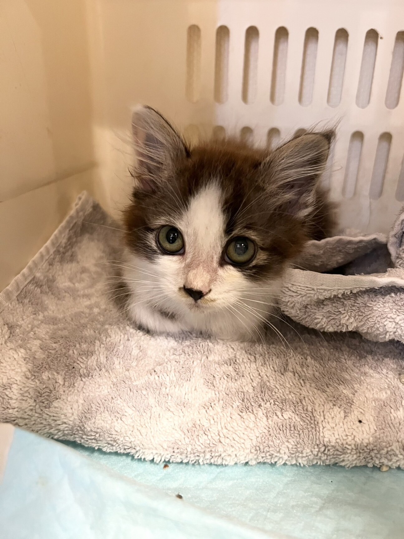 (ΦωΦ)(ΦωΦ)猫ネコねこ(ΦωΦ)♥里親様募集♥(=^・・^=)♥ 1323698.jpeg