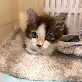 ふわふわ子猫の里親様を探しています。