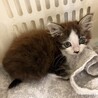 ふわふわ子猫の里親様を探しています。 サムネイル2
