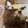 ふわふわ子猫の里親様を探しています。 サムネイル3