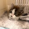 ふわふわ子猫の里親様を探しています。 サムネイル5