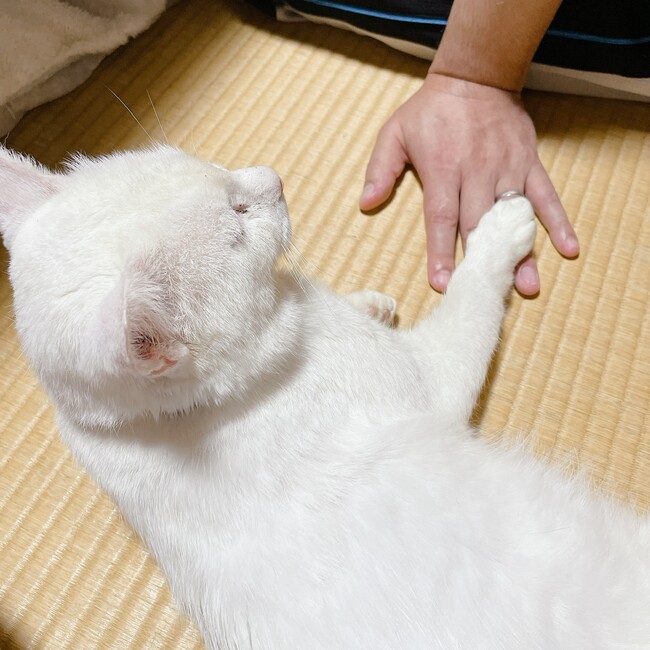 もも4410のカバー写真