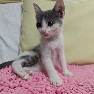 仔猫（♀）２～３か月位　甘えんぼさんです。