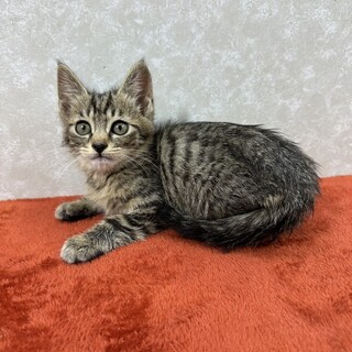 食べる、遊ぶ、抱っこ大好き！甘えっ子❤おかか