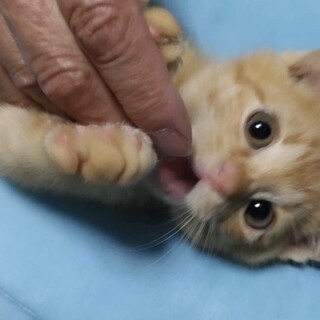 元気で人懐こい茶トラ男の子⭐︎2ヶ月