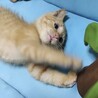 元気で人懐こい茶トラ男の子⭐︎2ヶ月 サムネイル2