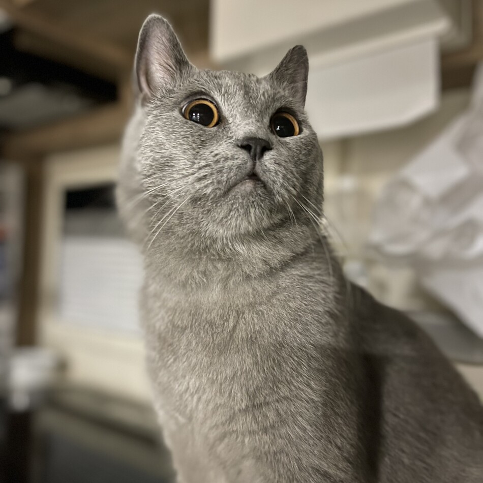 ジンのカバー写真